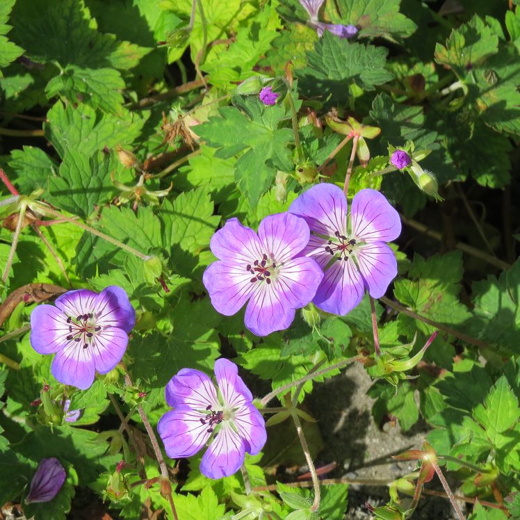 Geranium wallichianum 'Sweet Heidy'