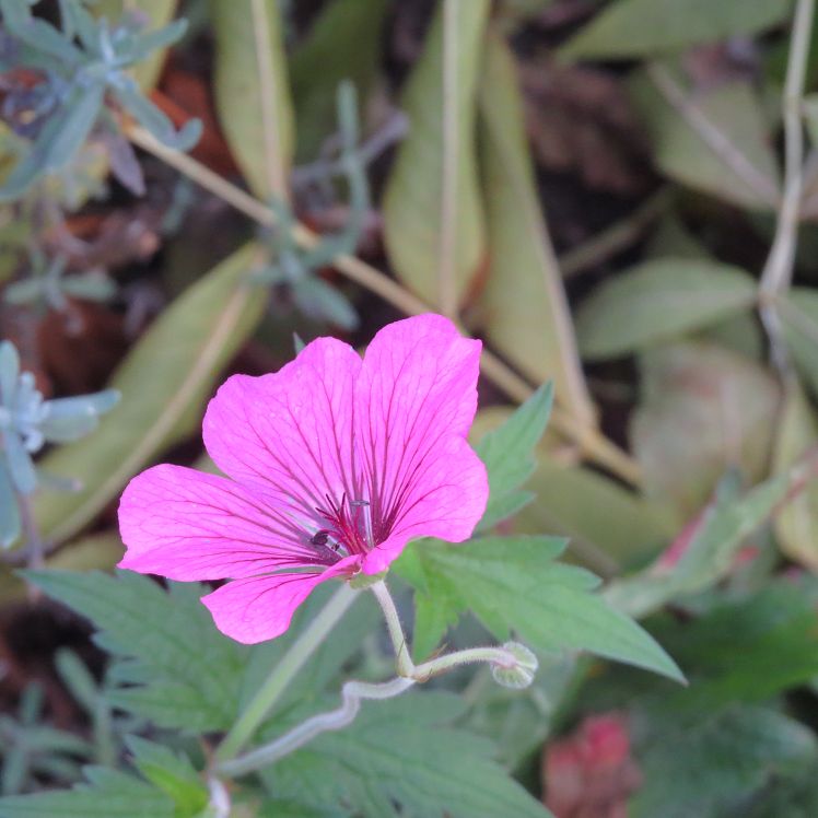 Geranium psilostemon 'Patricia'