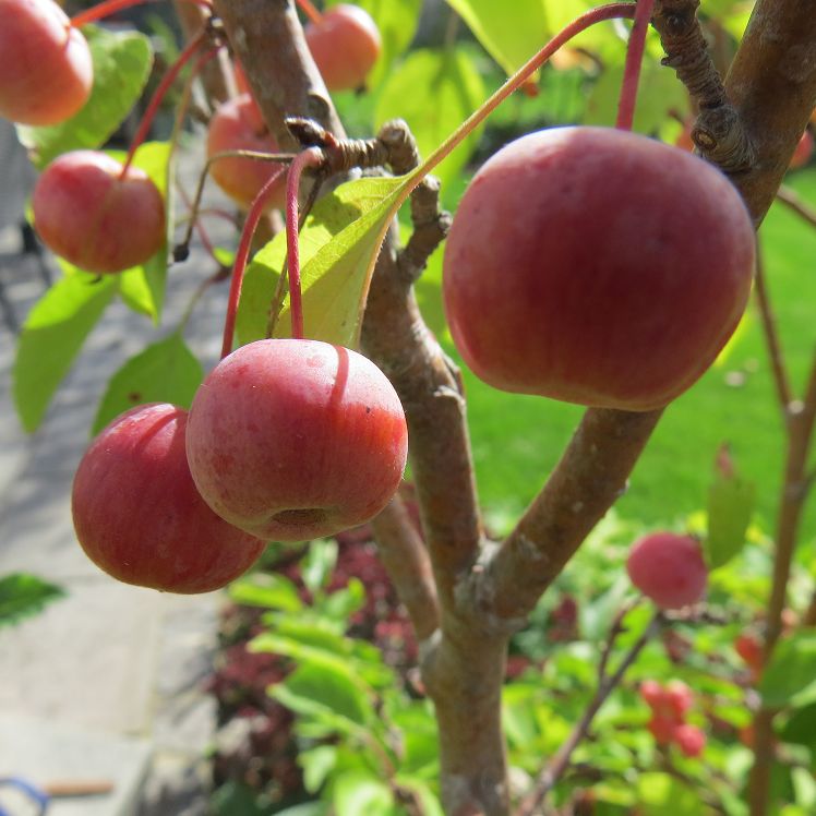 Zierapfel Everest