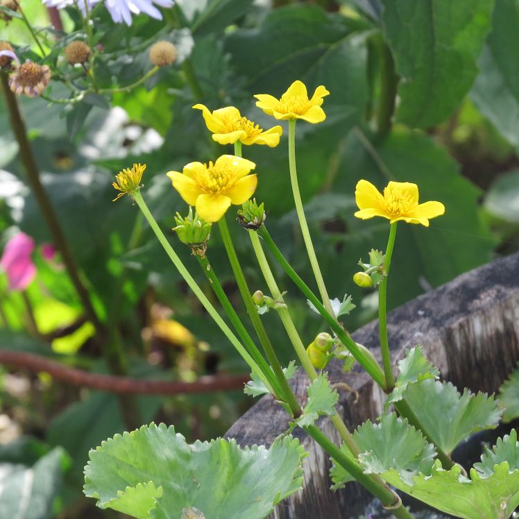 Sumpfdotterblume