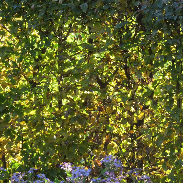 Hainbuchenhecke