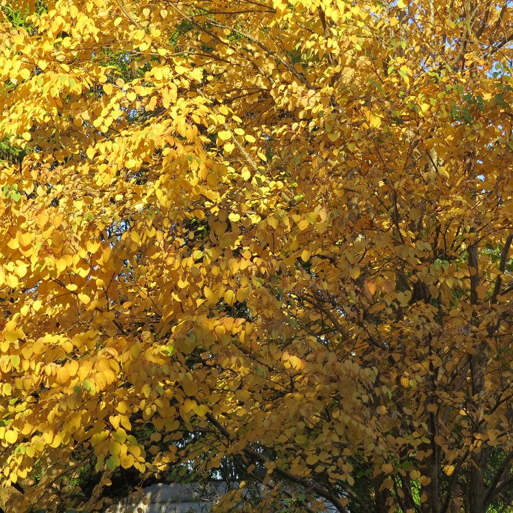 Kuchenbaum