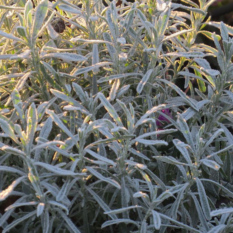 Lavendel
