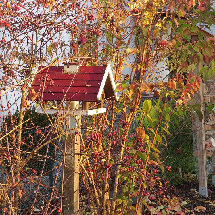 Vogelhaus unter Sträuchern