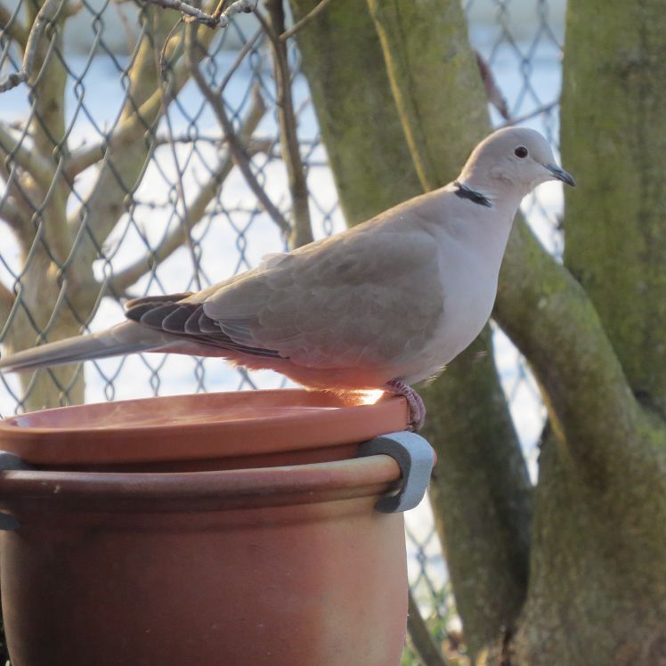 Türkentaube an der Wasserstelle