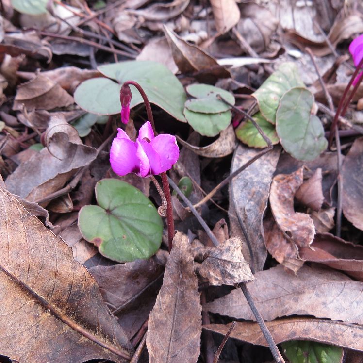 Frühlingsalpenveilchen