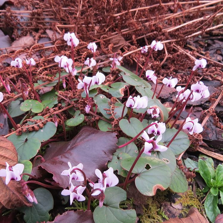 Frühlingsalpenveilchen