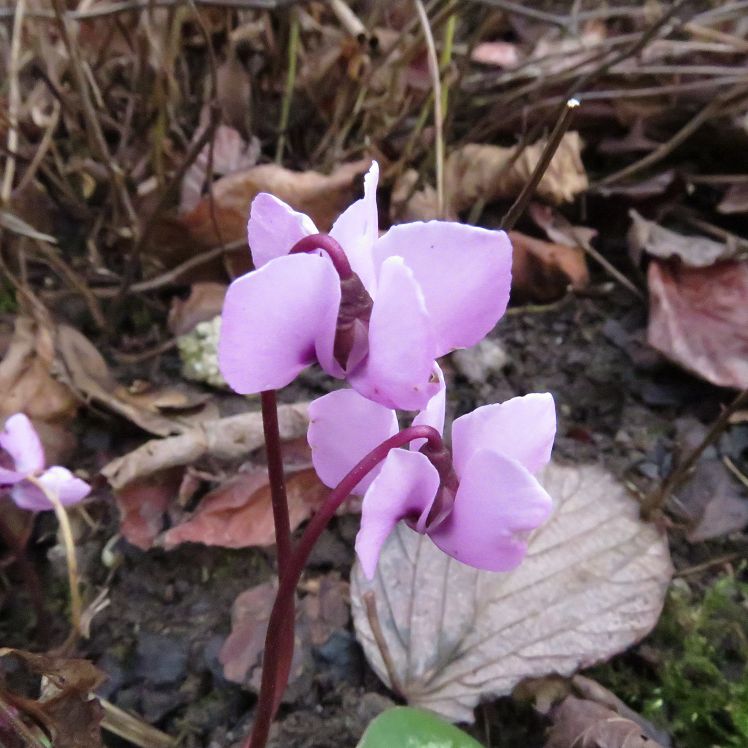 Frühlingsalpenveilchen