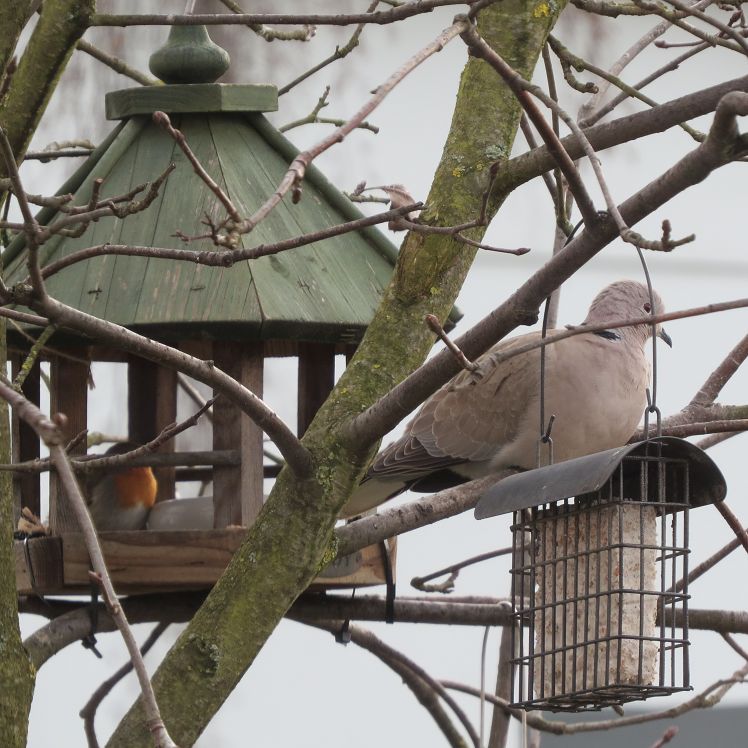 Rotkehlchen und Taube