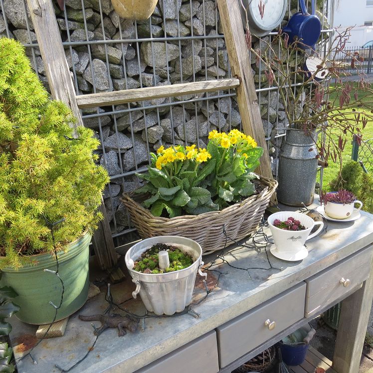 Frühlingsprimeln auf der Terrasse