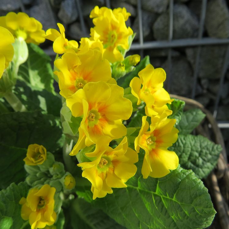 gelbe Frühlingsprimeln