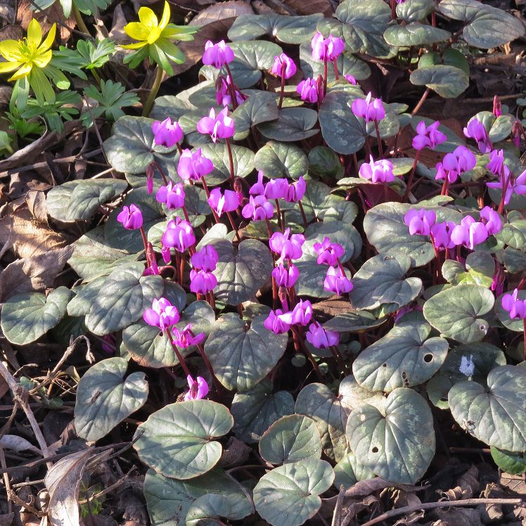 Frühlingsalpenveilchen