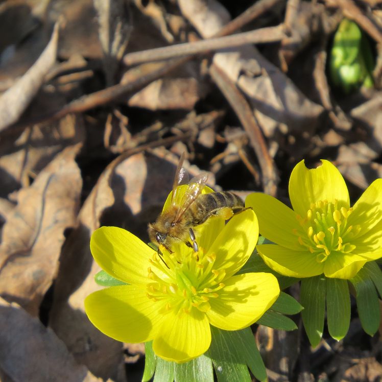 Winterlingblüte mit Biene