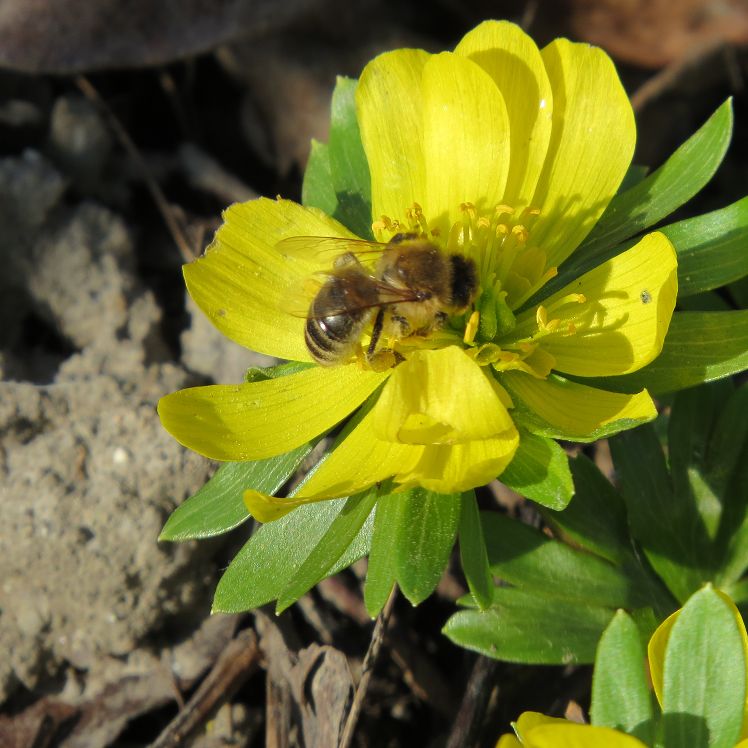 Biene an einer Winterlingblüte
