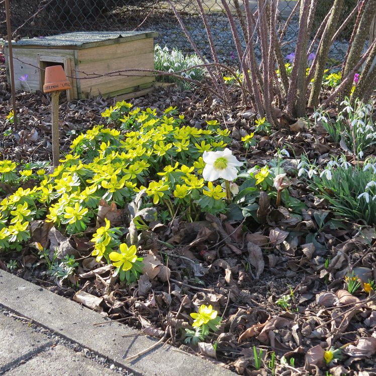 Winterlinge und Christrose