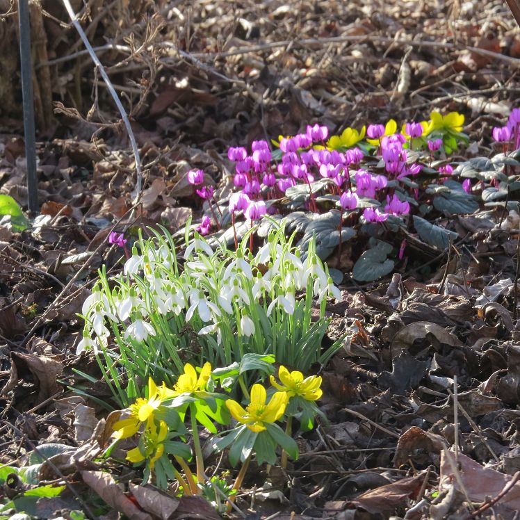 Winterlinge, Schneeglöckchen und Frühlingsalpenveilchen