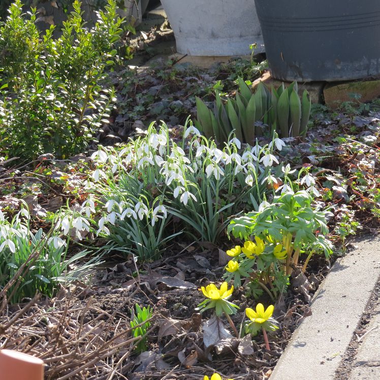 Frühlingsblüher im Staudenbeet