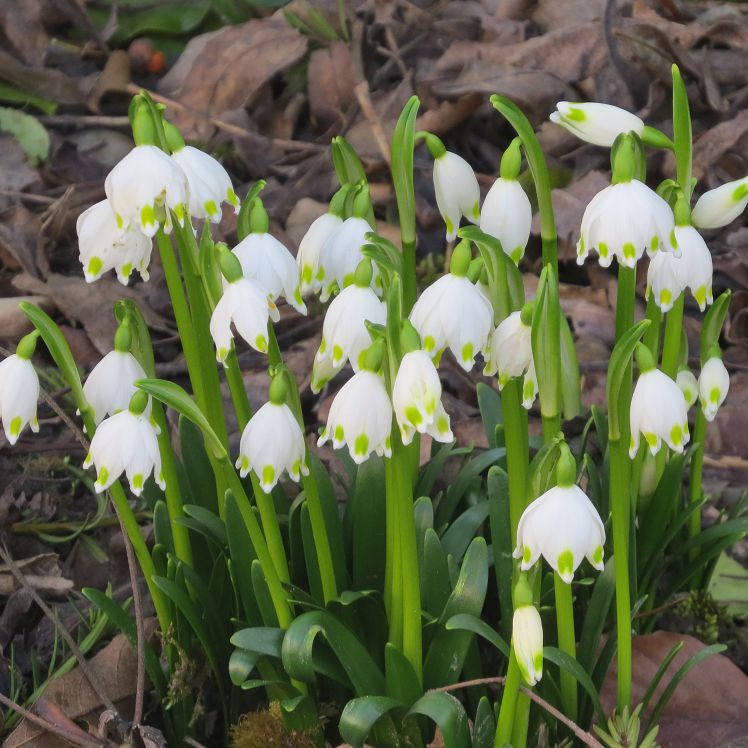 Frühlingskknotenblumen