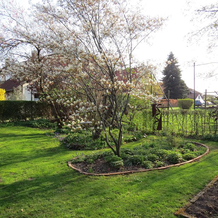 Das Inselbeet mit der Felsenbirne