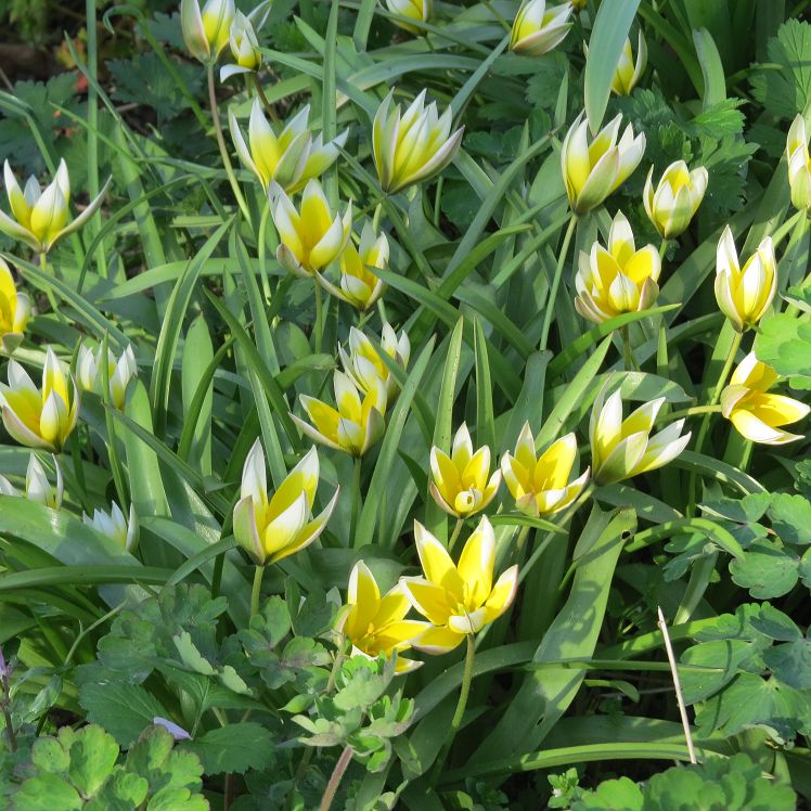 Wildtulpen