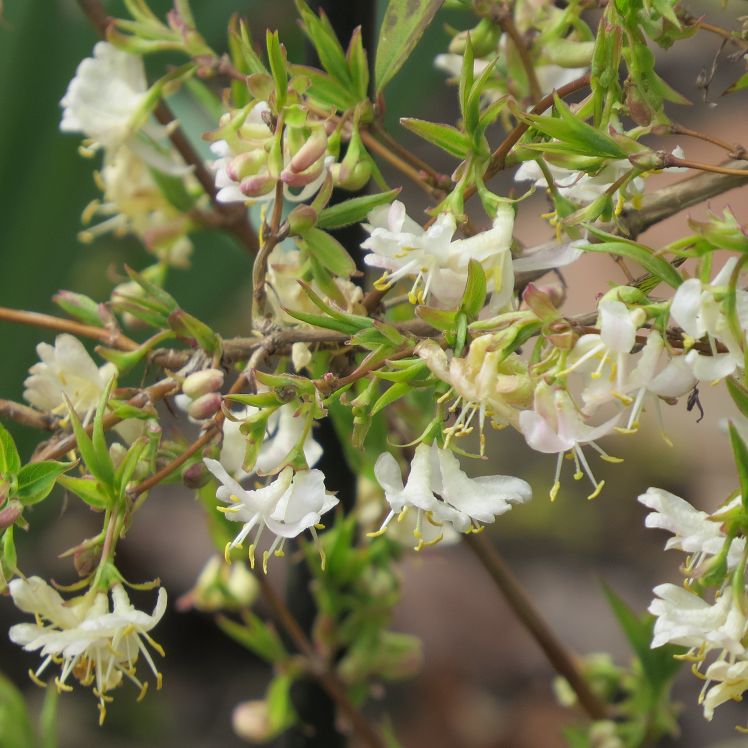Wohlriechende Heckenkirsche