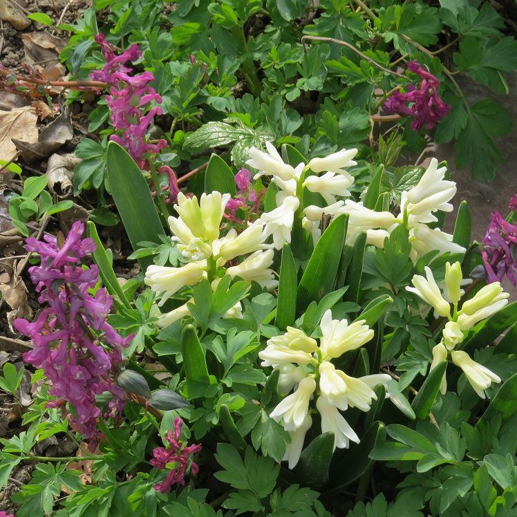 Hyazinthen und Lerchensporn