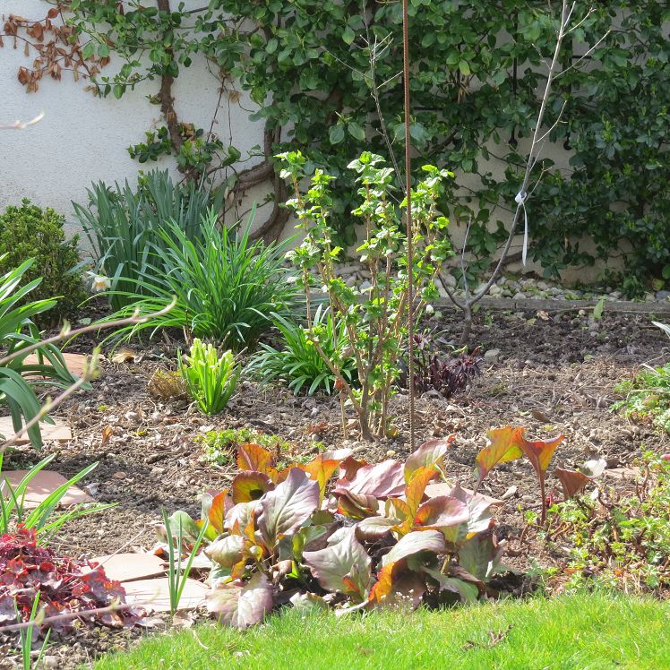 Staudenbeet mit schwarzer Johannisbeere nd Faulbaum im Hintergrund