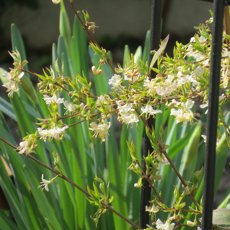 wohlriechende Heckenkirsche