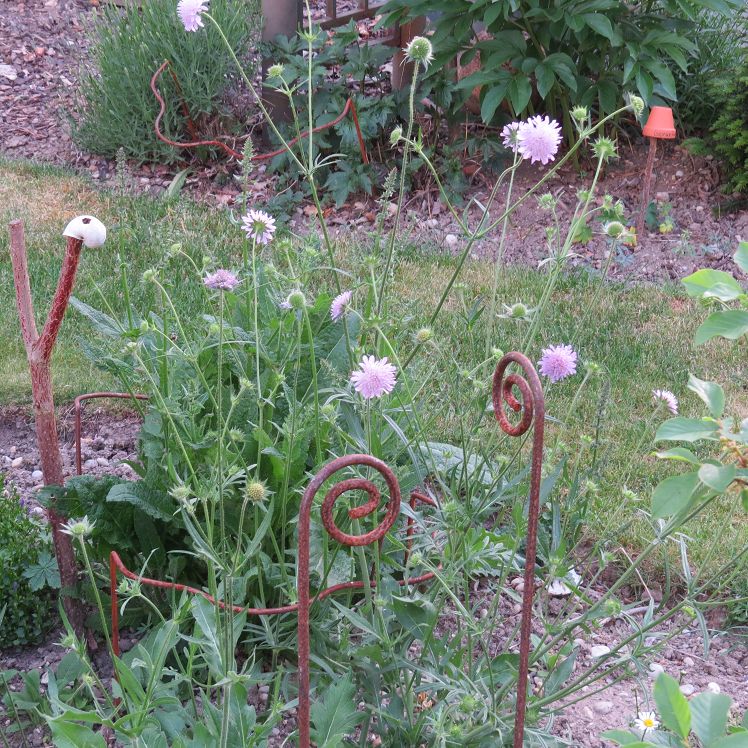 Witwenblume