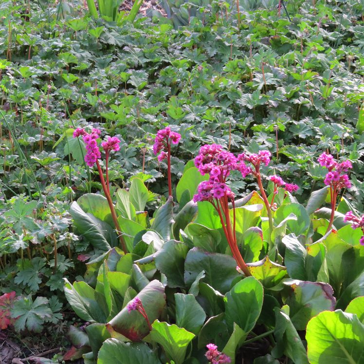 Bergenien und Geranium macrorrhizum