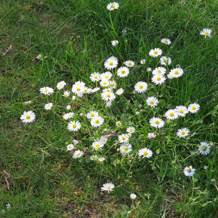 Gänseblümchen