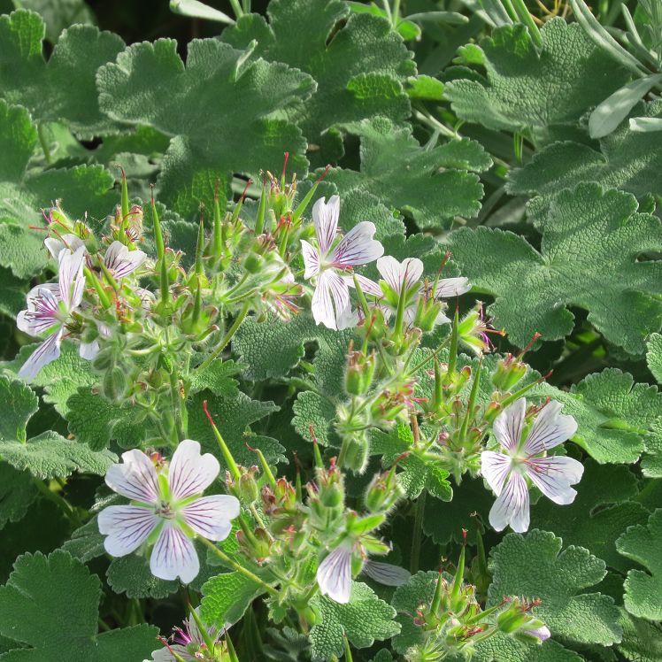 Geranium Renardii Tchelda