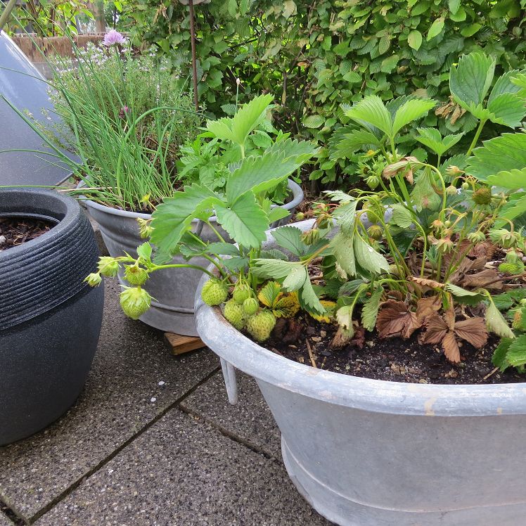 Erdbeeren und Kräuter im Topf