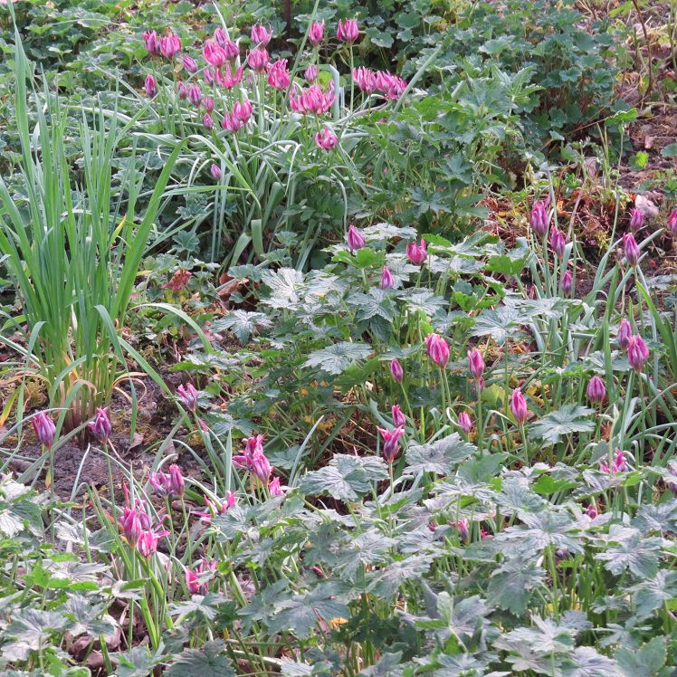 Wildtulpen und Geranium