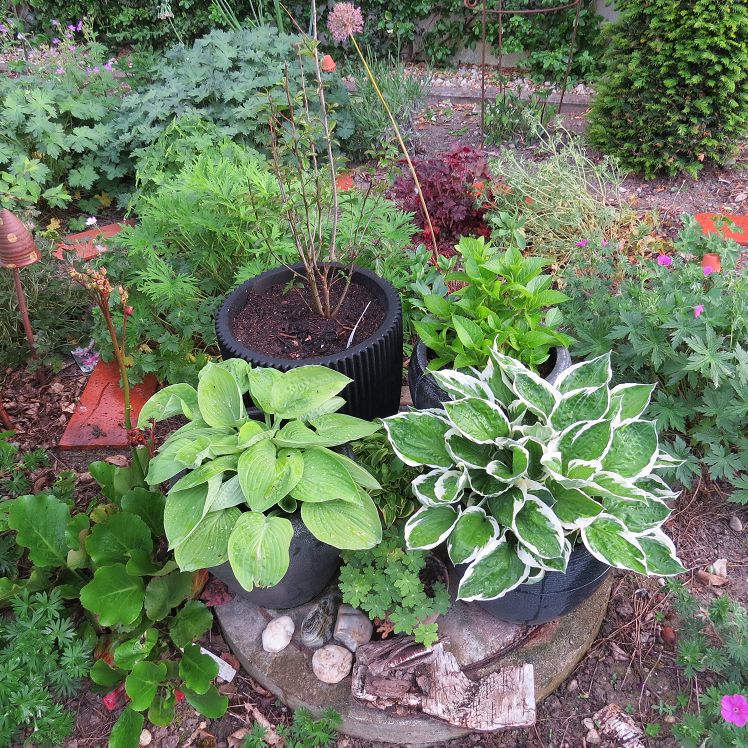 Eisenholzbaum und Hostas im Topf