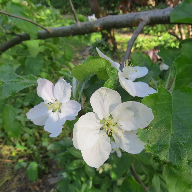 Apfelblüten