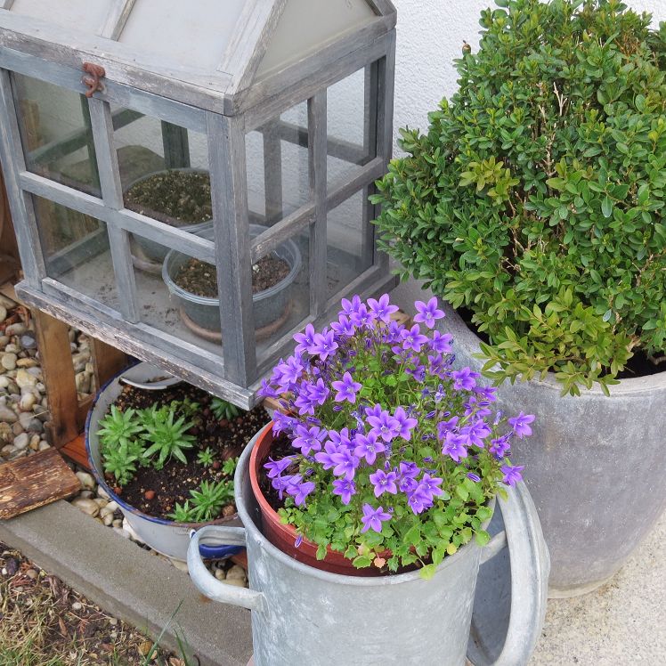 Das Minigewächshaus mit Glockenblumen und Buchs