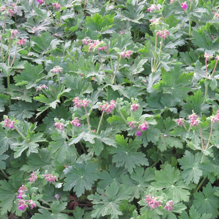 Geranium macrorrhizum