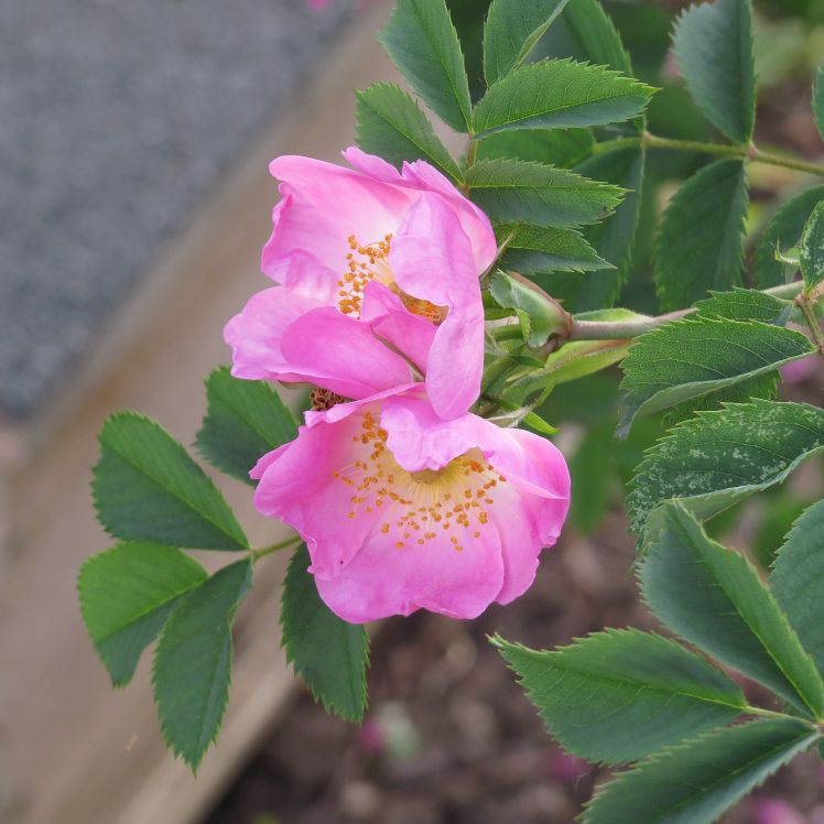 Vitaminrose