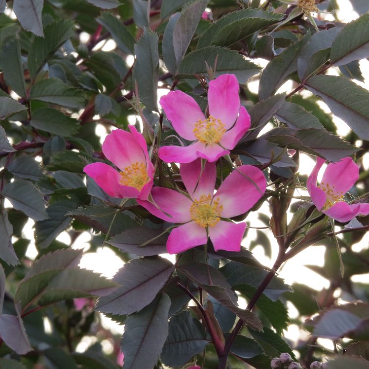 Hechtrose
