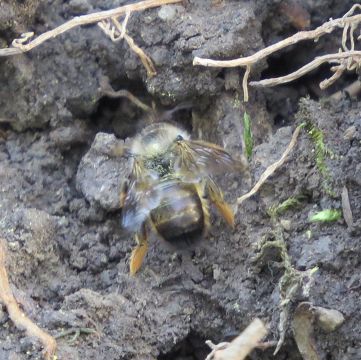 Erdbienen
