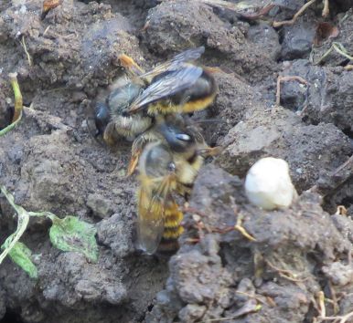 Erdbienen
