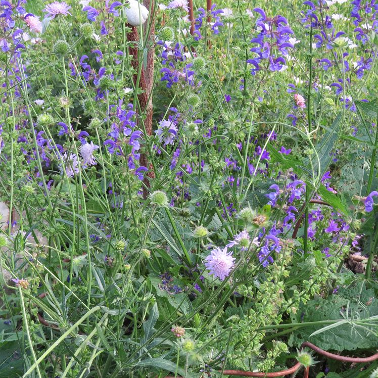 Miniblumenwiese