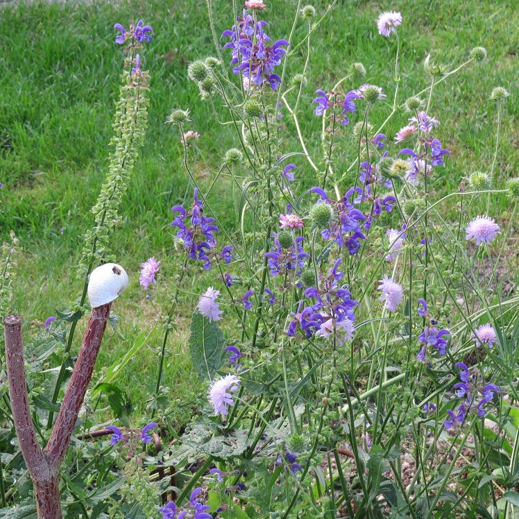 Miniblumenwiese
