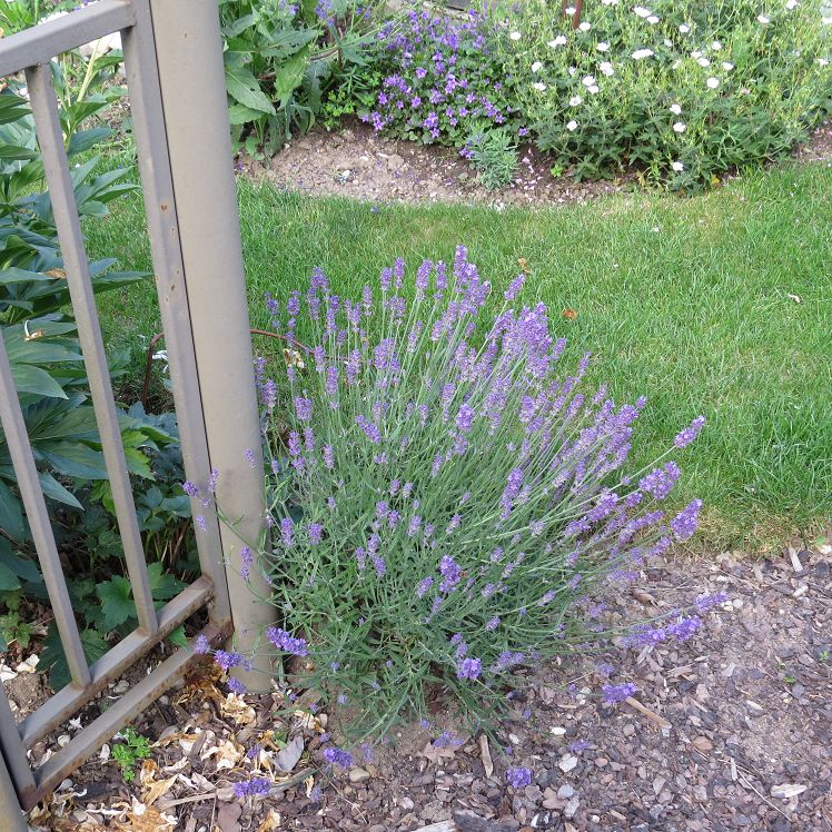 Lavendel