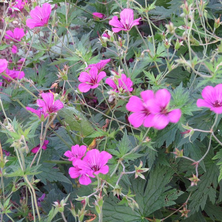 Geranium 'Patricia'