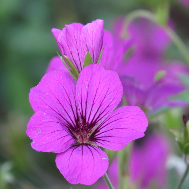 Geranium 'Patricia'