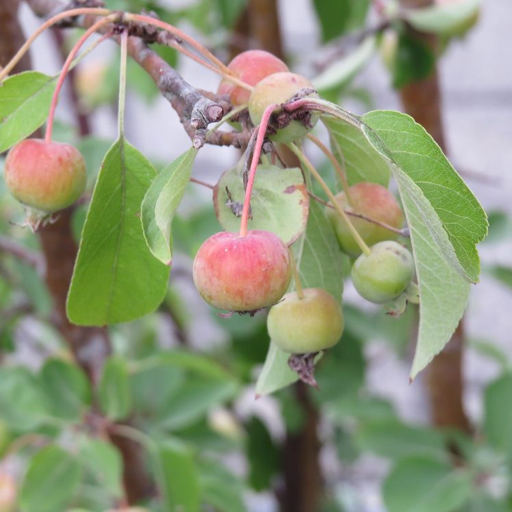 Zierapfel 'Everest'