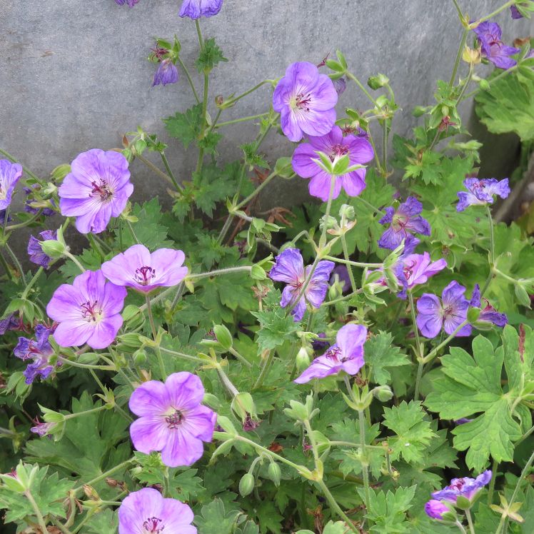 Geranium 'Lilac Ice'