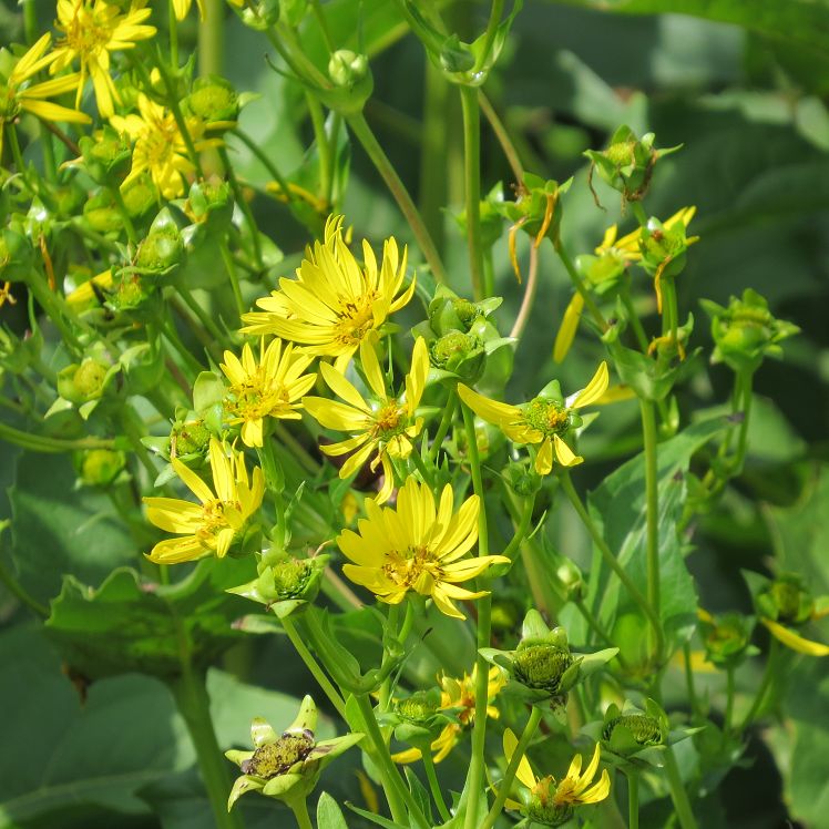 gelbe Blüten